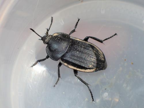 Silpha olivieri